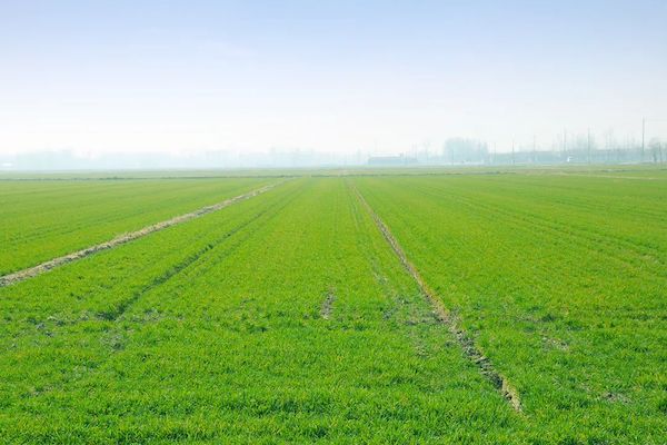 科技賦能春耕，托普云農(nóng)智慧農(nóng)情監(jiān)測站再獲央視關(guān)注